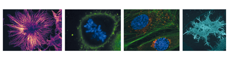 Confocal_2.jpg