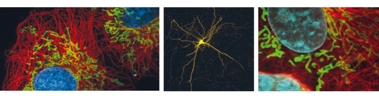 Confocal_3.jpg